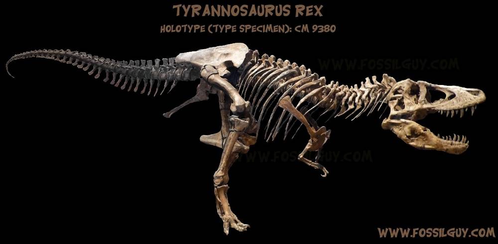 Tyrannosaurus Rex Dinosaur Skeleton Fossil