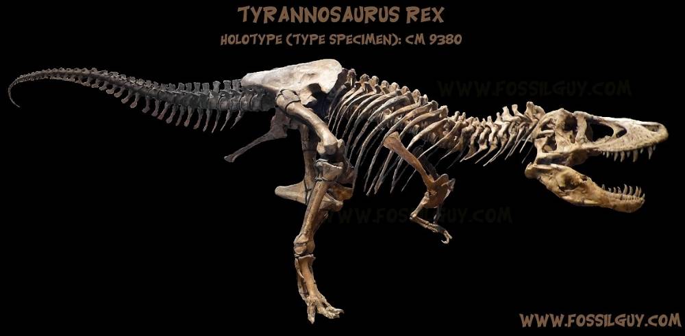 TYRANNOSAURUS REX