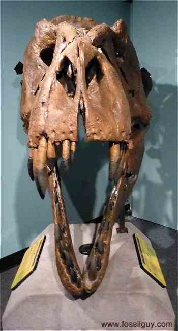 Image of T. rex showing the forward facing eyes. A key trait of predators.