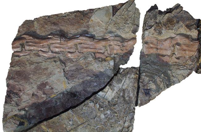 Tail section of the dinosaur Yutyrannus huali, showing feather like structures