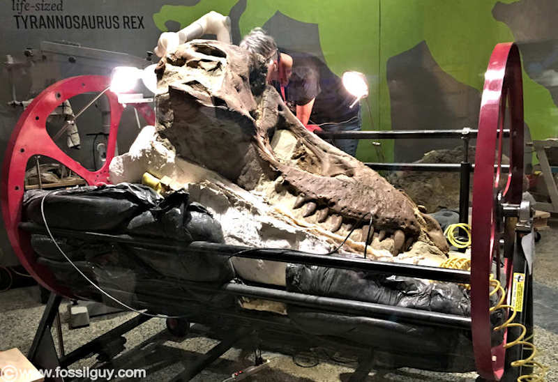 The skull of Tufts Love T rex when it was being prepped