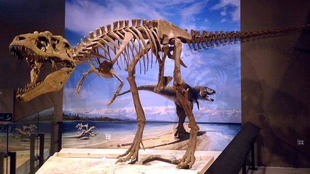 Lythronax Tyrannosaur dinosaur on display at the Natural History Museum of Utah, Credit: Mark Loewene
