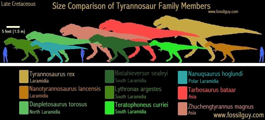 Tyrannosaur size comparisons - T. rex size comparison to other Tyrannosaurs
