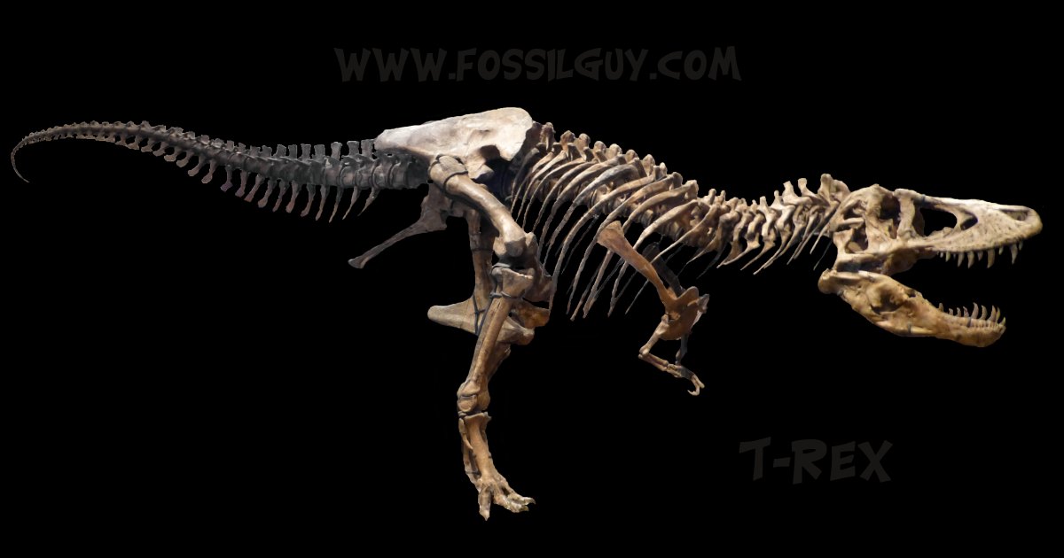 Tyrannosaurus, Tyrannosaurus Rex Facts