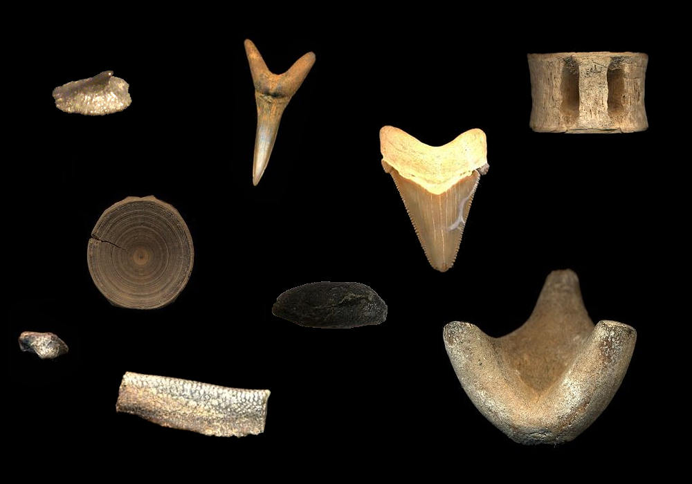 TYPES OF SHARK FOSSILS - There's more than just fossil shark teeth!