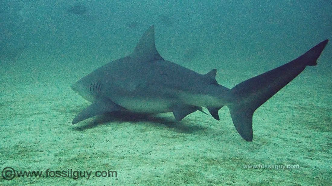 Diving with Bull Sharks at Cabo Pulmo, BCS, Mexico.