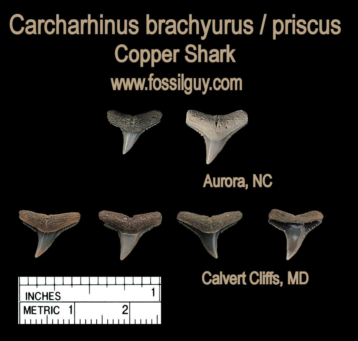 Carcharhinus brachyurus and/or priscus fossil shark teeth from the Clavert Cliffs of MD and Aurora, NC.