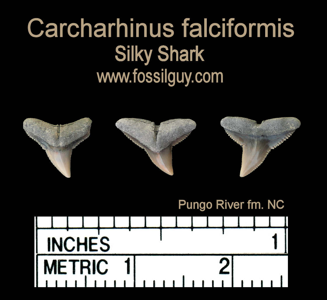 Carcharhinus falciformis fossil shark teeth from Aurora, NC