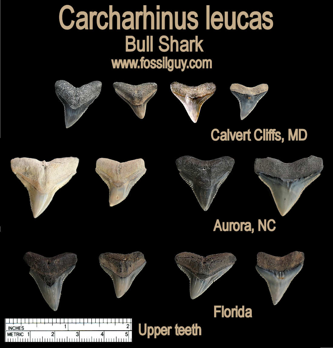 Carcharhinus leucas Fossil Bull Shark Teeth