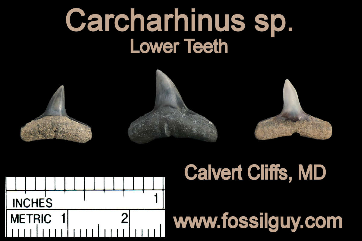 Lower Gray shark teeth from the Calvert Cliffs of Maryland
