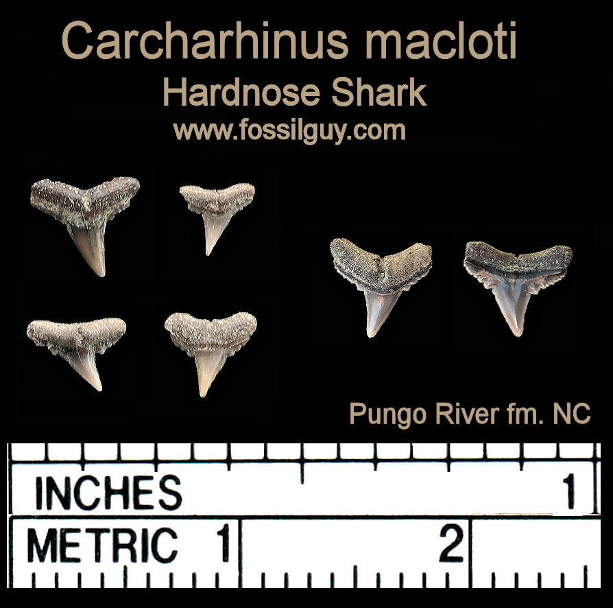 carcharhinus macloti shark teeth - Miocene - North Carolina