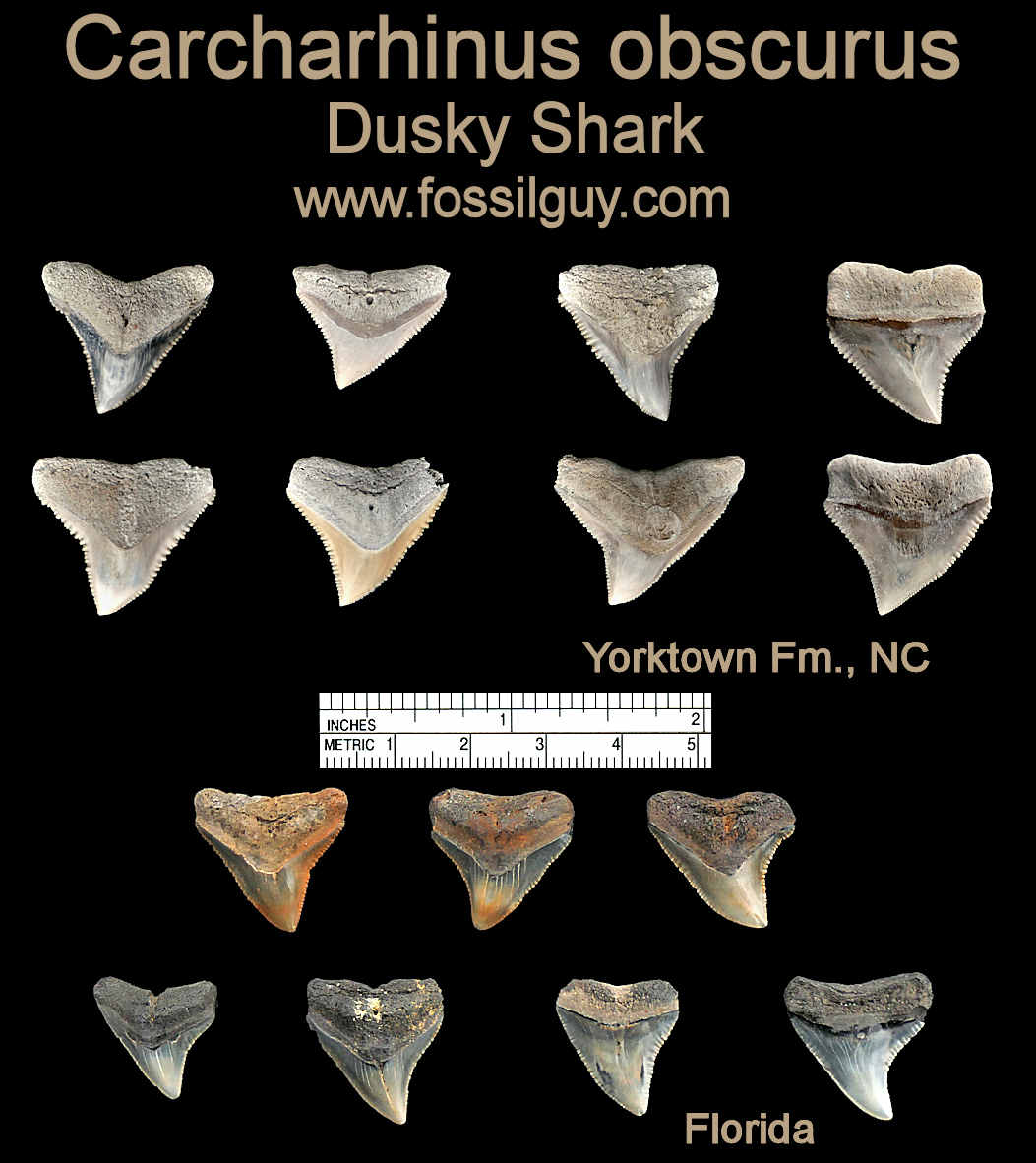 Carcharhinus obscurus fossil shark teeth from North Carolina and Florida