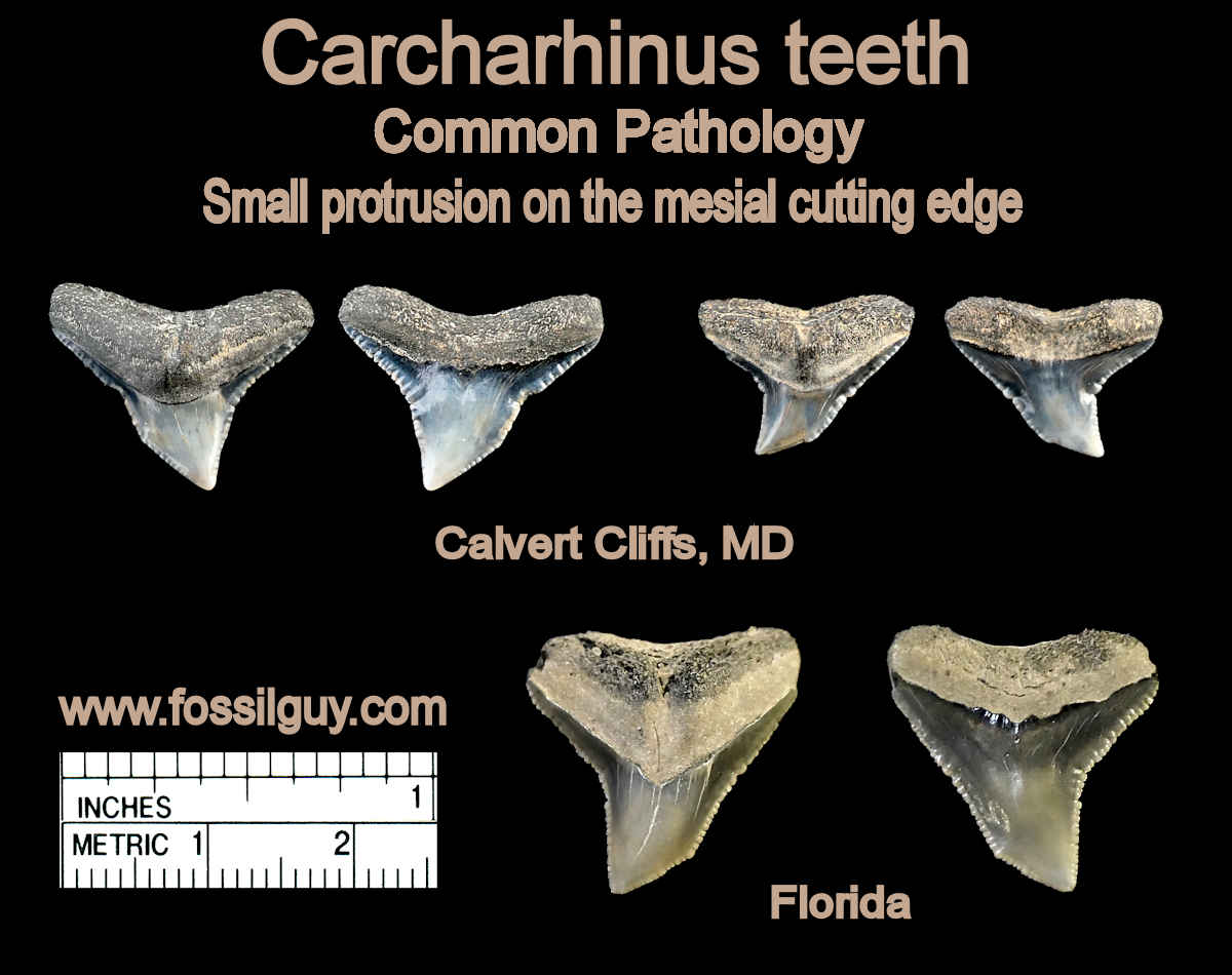 Common pathology in Gray shark Teeth - Carcharhinus sp.  The mesial cutting edge often has a small protrusion