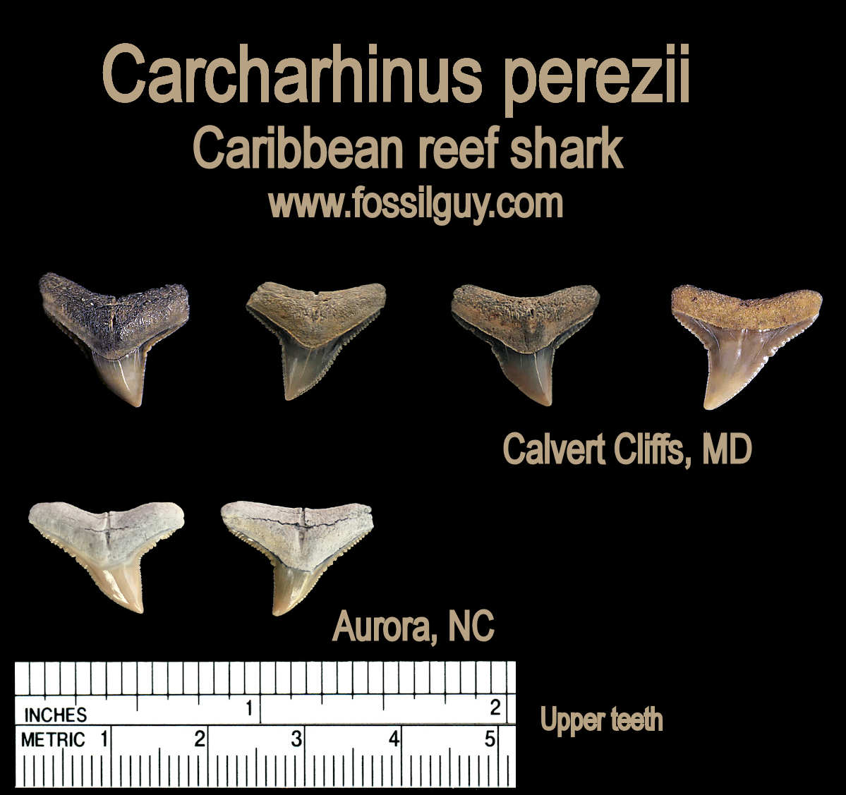 Carcharhinus perezii fossil shark teeth from the Calvert Cliffs of MD and Aurora, NC