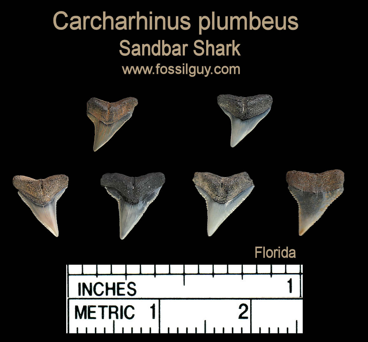 carcharhinus plumbeus shark teeth from Florida