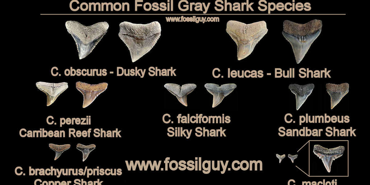Fossil comparative specimens 50 white recent shark teeth Bull Tiger Carcharhinus 