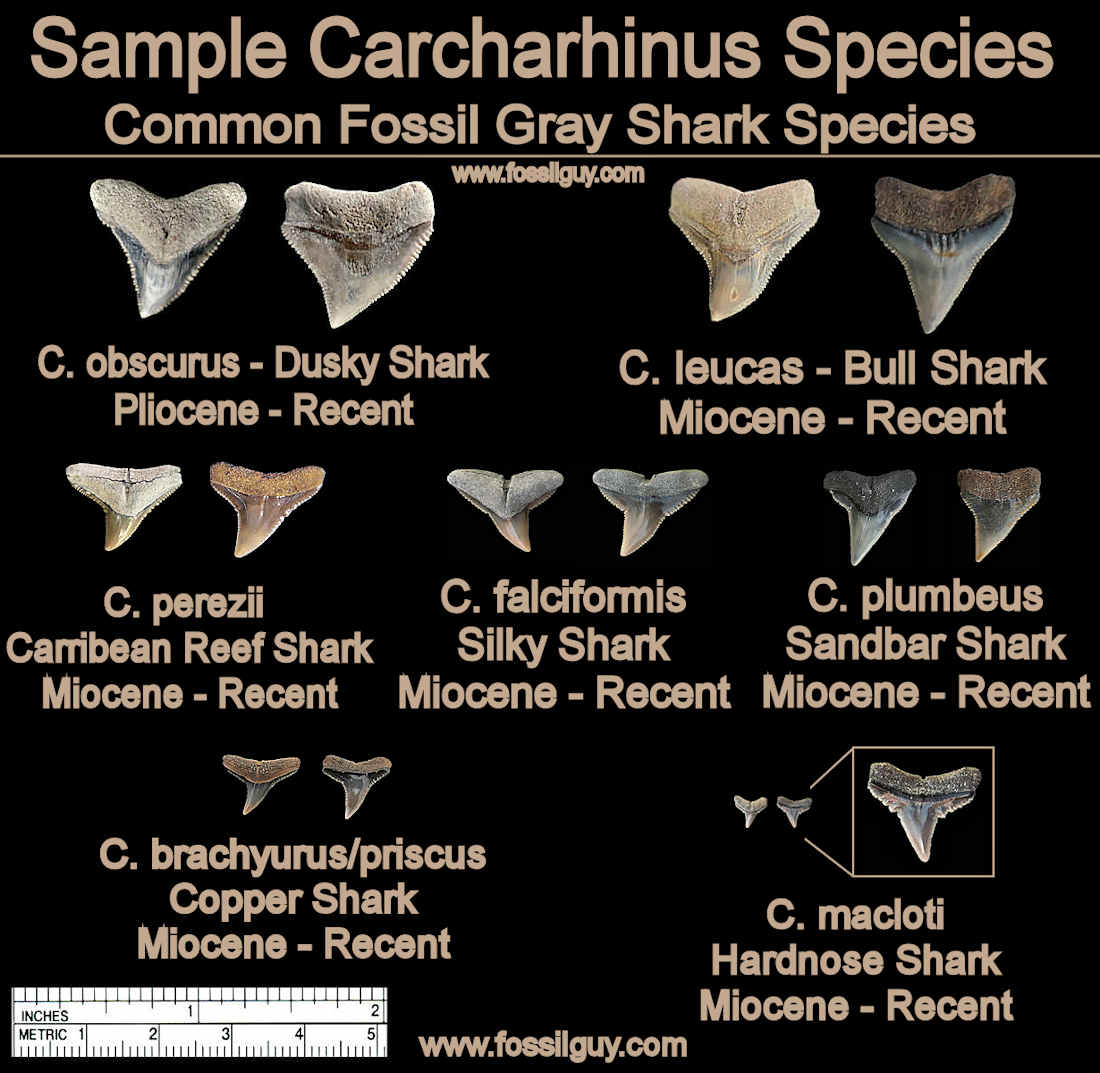 Common species of fossil gray shark teeth - carcharhinus sp.