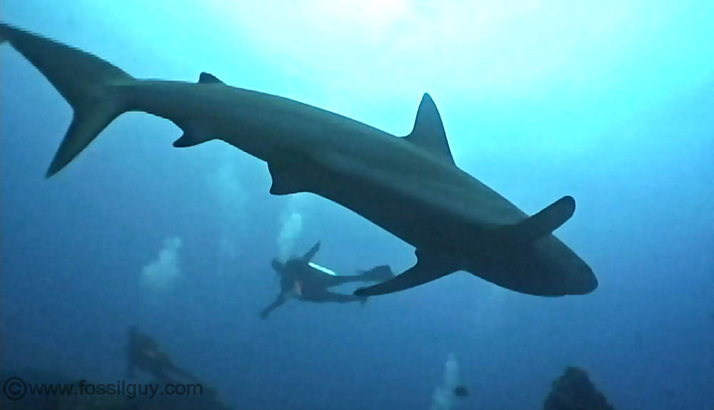 A Galapagos shark from my dive trip in the Galapagos