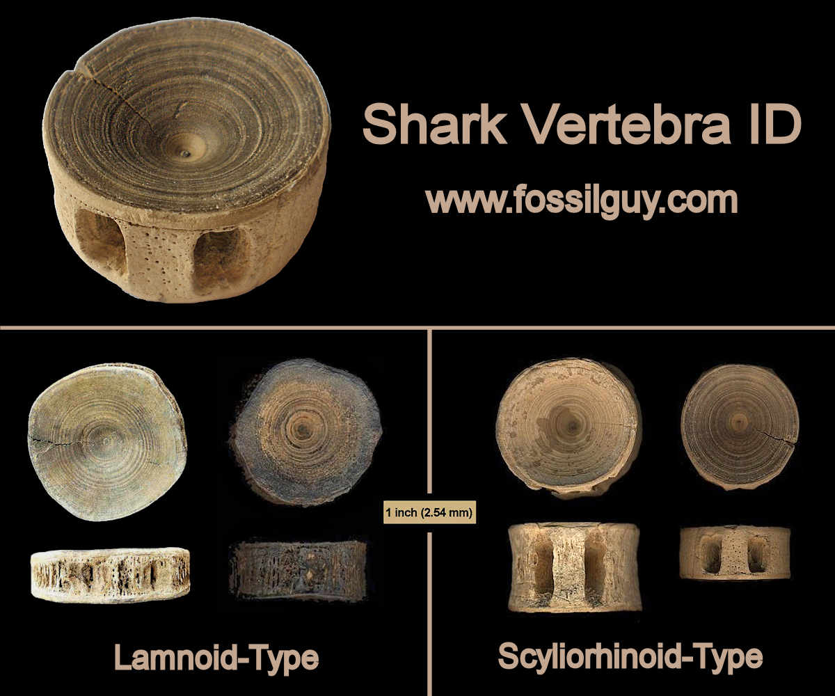 Lamnoid-Type and the Scyliorhinoid-Type shark vertebra identification