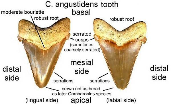 Fossil Carcharocles anhustidens shark tooth idenification