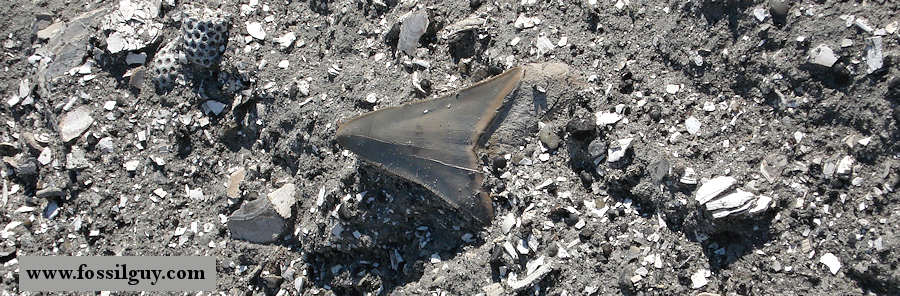 Carcharocles (Otodus) megalodon fossil shark tooth from Summeville, South Carolina