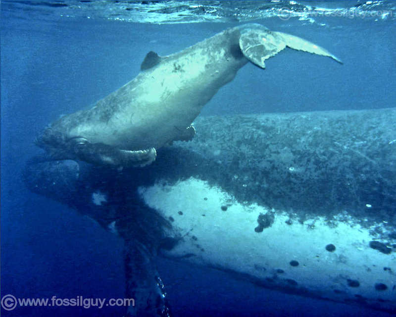 Todays Humpback whales migrate into arctic regions to feed on large plankton blooms. 