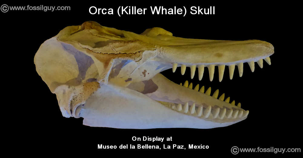 Killer Whale (Orca) skull on display