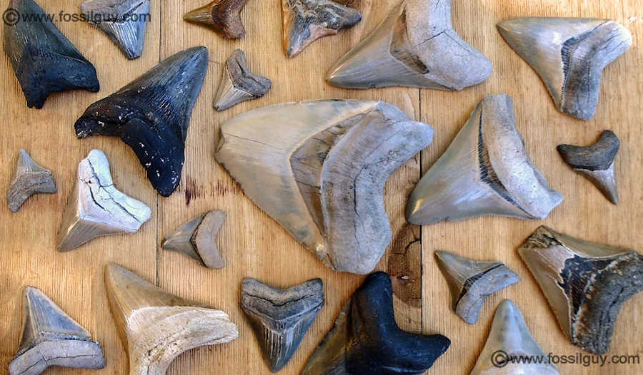 Fossil Megalodon Shark Teeth