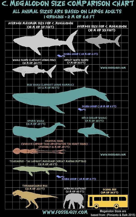 megalodon shark size comparison vs a great white, mosasaur, blue whale, bus, person, t-rex, elephant, etc...