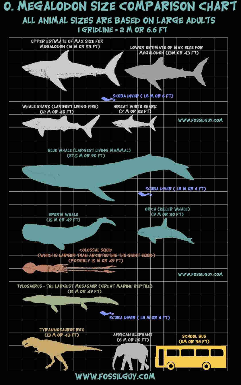 megalodon shark size comparison vs a great white, mosasaur, blue whale, bus, person, t-rex, elephant, etc...