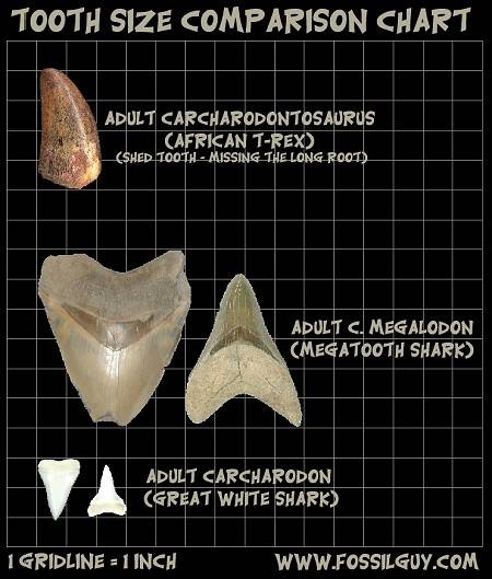 Megalodon tooth comparison with a Great White Shark and a T-rex dinosaur tooth
