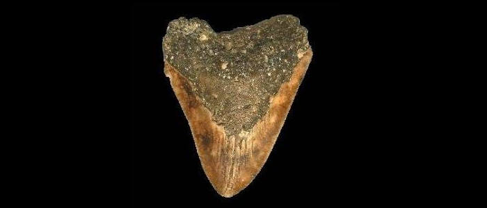 New Caledonian Fossil Megalodon Tooth