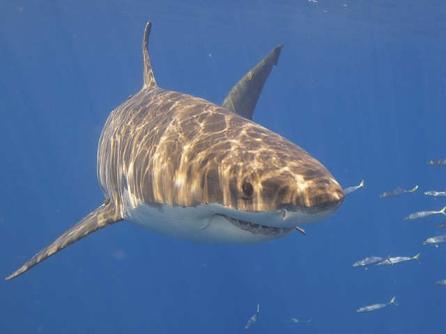 Great White Shark Classification Chart