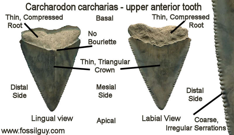 Shark Tooth Size Chart