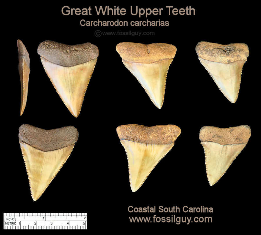 These are sample Great White Shark teeth from the Cooper Rive of South Carolina.