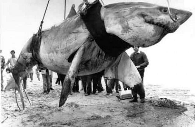 Great White Shark caught by Hislop in 1985
