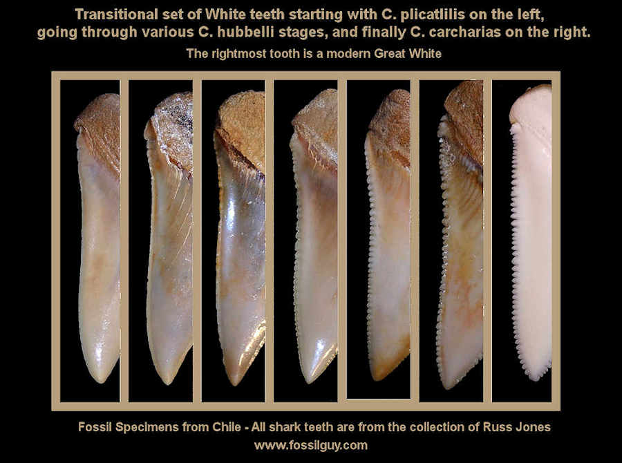 This is a set of transitional White shark teeth, showing the gradual increase in serrations.  
It starts with C. plicatilis on the left, goes through various stages of C. hubbelli, and ends up with C. carcharias on the right.  The 
rightmost tooth is a modern Great White.  All fossil teeth are from Peru.  All teeth are from the collection of Russ Jones. 