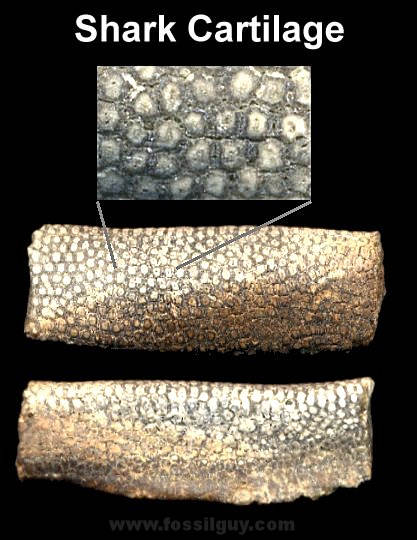 Fossil Shark Cartilage