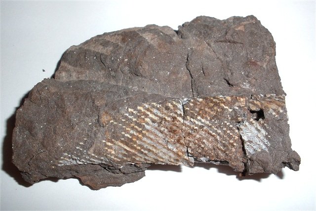 Fossil shark fin spine