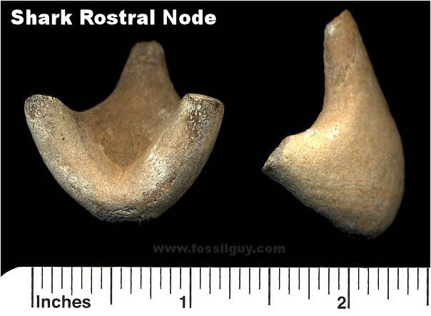 Fossil Shark Rostral Node