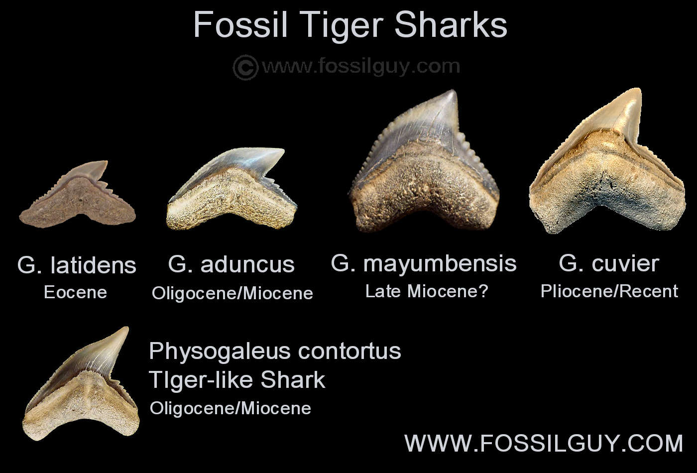 Extinct / Fossil Tiger Shark Species
