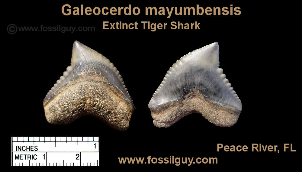 Fossil Extinct Galeocerdo mayumbensis Tiger Shark Tooth