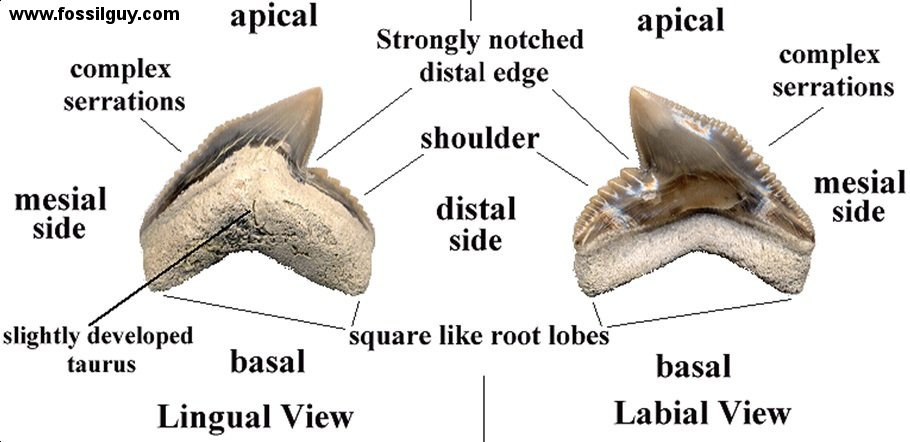 Printable Shark Teeth Identification Chart