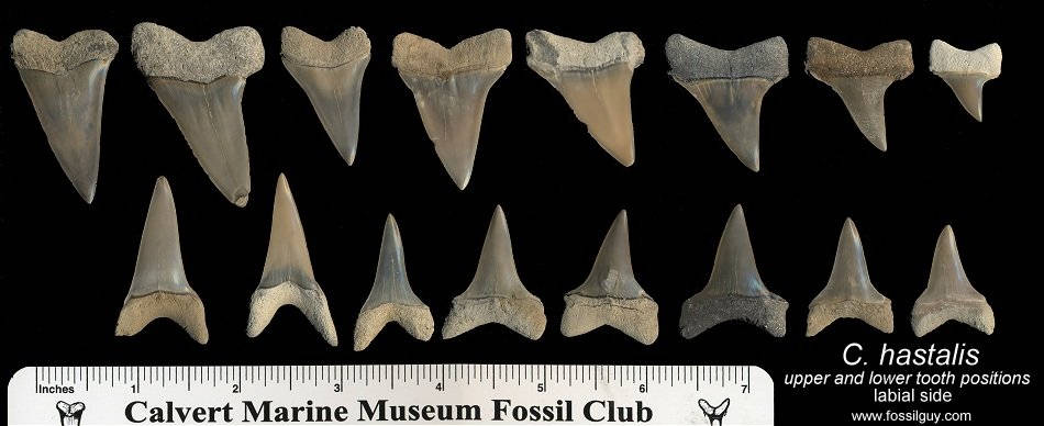 Carcharodon hastalis ( Cosmopolitodus hastalis [narrow form] ) upper and lower shark tooth positions - Labial side of teeth shown - all teeth collected from Aurora, NC.