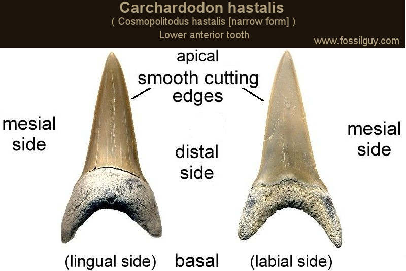 Carcharodon hastalis ( Cosmopolitodus hastalis [narrow form] )  lower anterior shark tooth diagram. Shark tooth from the Pungo River formation of Aurora, NC.
