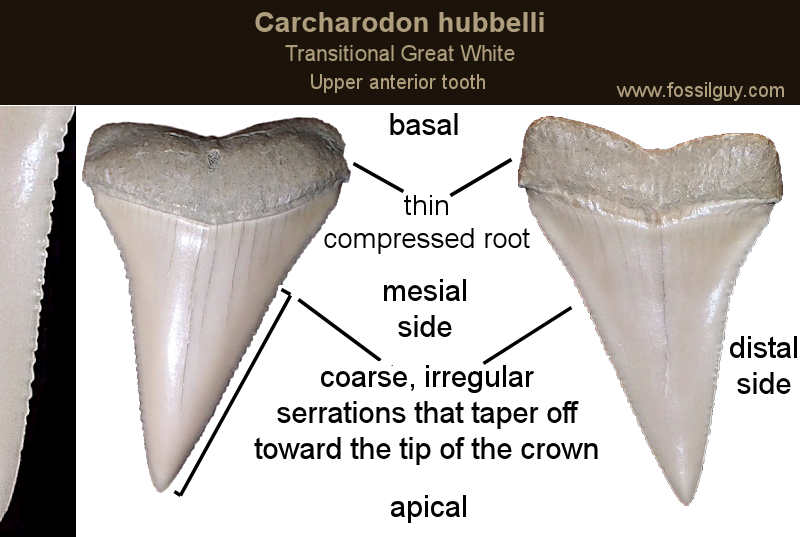 Upper C. hubbelli tooth from the collection of Russ Jones.  This tooth is from the late Miocene of Peru.