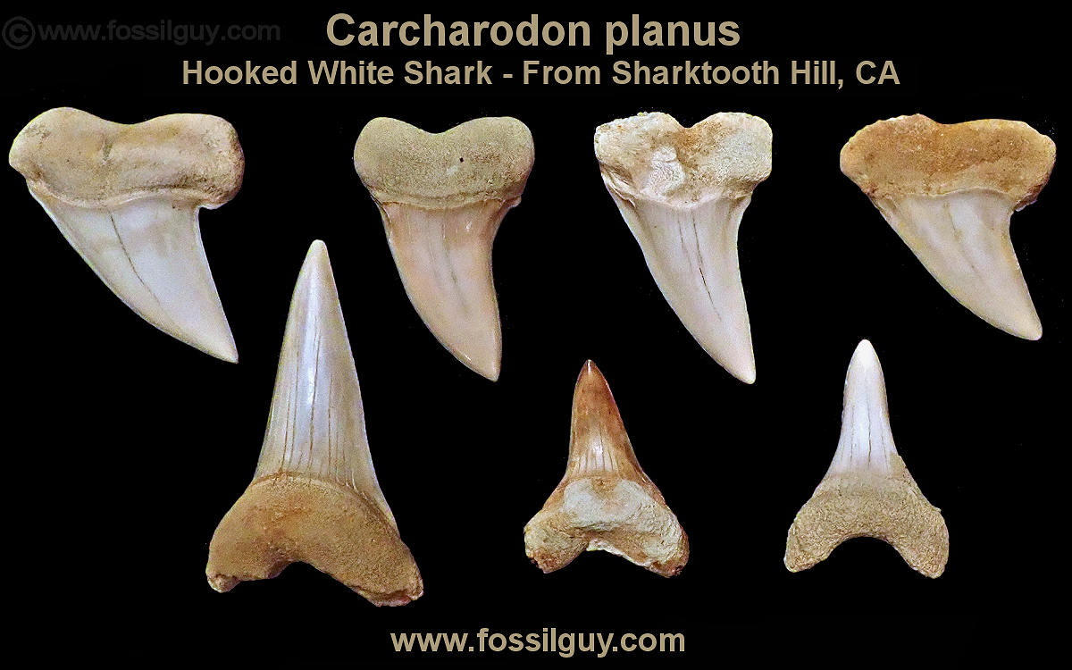 ore examples of Carcharodon planus teeth from sharktooth hill in Bakersfield, CA.