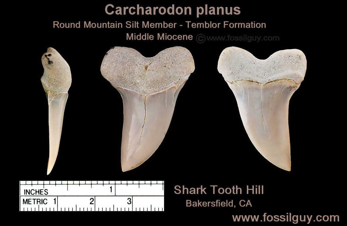 Carcharodon planus upper tooth from 
sharktooth hill in Bakersfield, CA.  This tooth is approximately 1.5 inches in height. Notice the distinct hook in the blade.