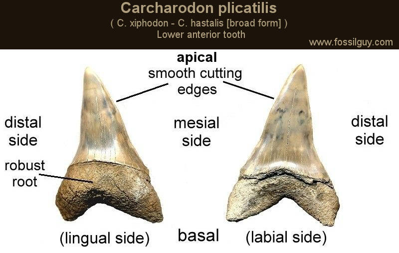 Carcharodon plicatilis ( C. xiphodon / C. hastalis [broad form] ) lower anterior shark tooth diagram. Shark tooth from the Yorktown formation of Aurora, NC.