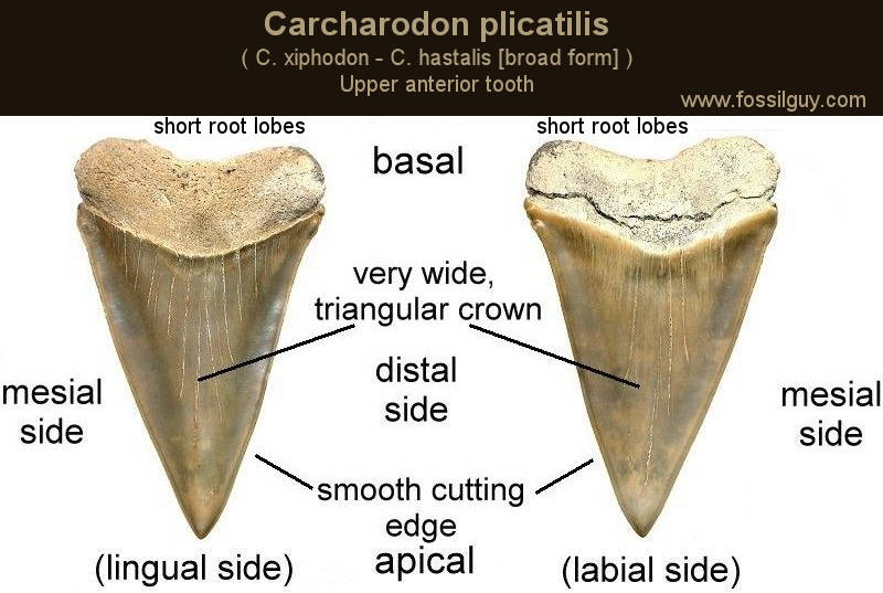 Carcharodon plicatilis ( C. xiphodon / C. hastalis [broad form] ) upper anterior shark tooth diagram. Shark tooth from the Yorktown formation of Aurora, NC.